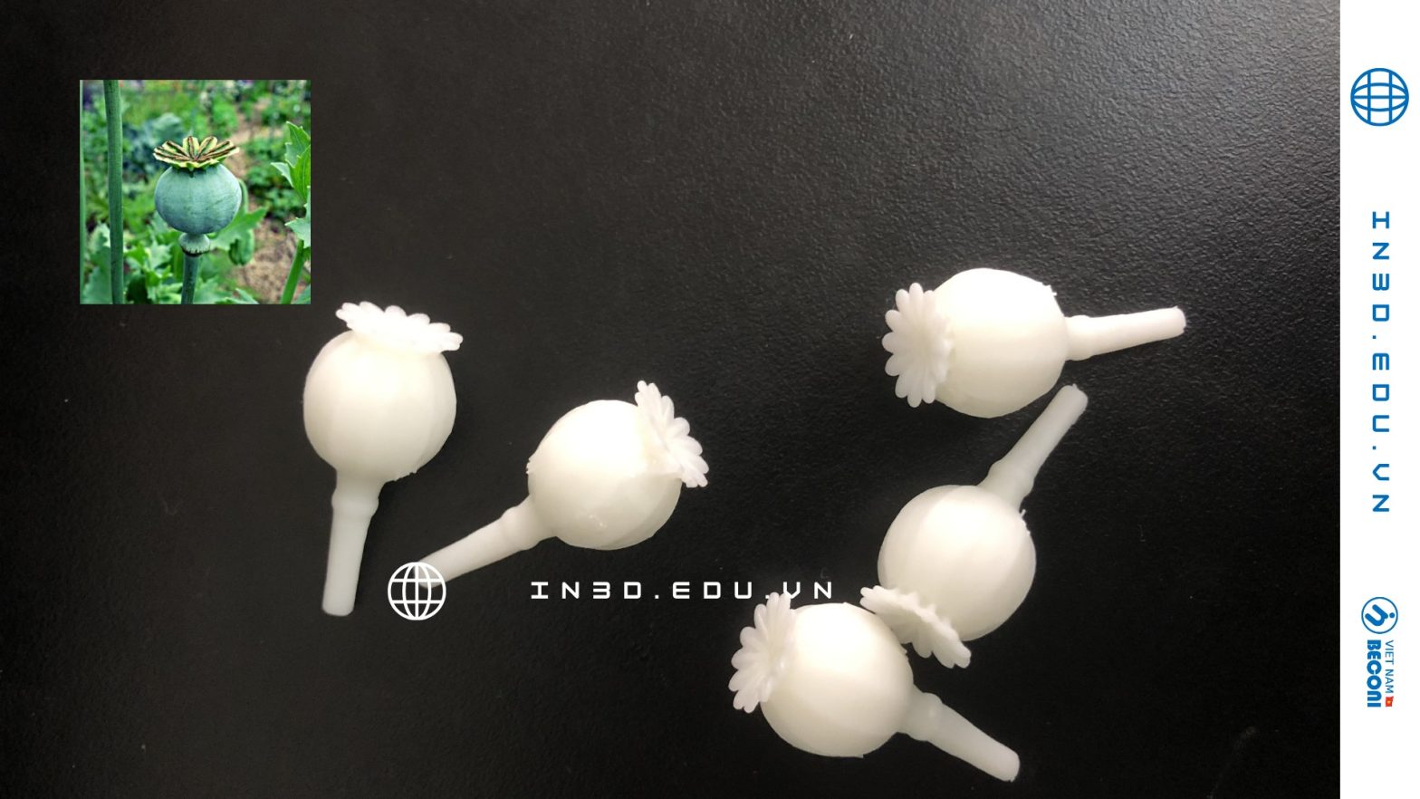 Dự án in 3D mô hình quả “Sà cân” – tuyên truyền nhận biết tác hại ma túy học đường